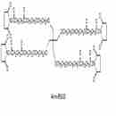 四臂聚乙二醇SS酯 4 arm PEG-Succinimidyl Succinate