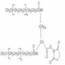 二(甲氧基聚乙二醇)-琥珀酰亚胺酯 MPEG2-NHS