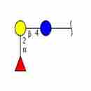 Blood group H antigen triaose type5-NAc-spacer1-NH2