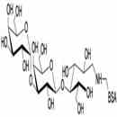 异球抗原三糖-BSA