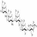 异福斯曼抗原五糖
