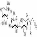 aGM2神经节苷脂类糖-N-乙酰-丙炔