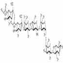 唾液酸-SSEA-4 六糖类似物1型