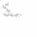 岩藻糖-GM1神经节苷脂类糖-N-乙酰-丙炔