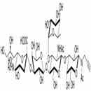 唾液酸 Lewis X抗原五糖-N-乙酰基-丙炔