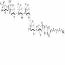 SSEA-4六糖-β-N-乙酰基-空间构型1-胺