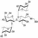 乳糖二岩藻糖四糖-BSA