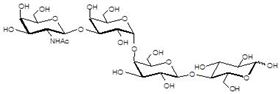 Gb4糖 Globotetraose / Gb4 / P antigen