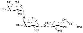 GB3链接牛血清白蛋白 Globotriaose linked to BSA/ Gb3-BSA / Pk antigen linked to BSA