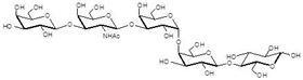 阶段特异性胚胎抗原3a Globopentaose (Gb5) / Stage Specific Embryonic Antigen 3a / SSEA-3a