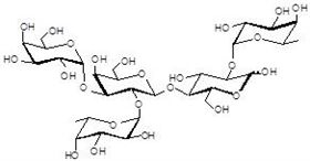 岩藻糖B抗原5型 Fucosylated B antigen type 5