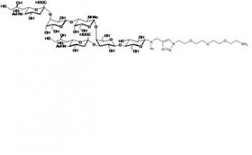 GD1a神经节苷脂类糖-β-N-乙酰-空间结构1-胺,GD1a Ganglioside sugar-β-NAc-sp1-NH2