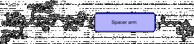 Lewis y抗原五糖-β-N-乙酰基-空间构型3-生物素,Lewis<sup>y</sup> pentaose-β-N-Acetyl-spacer3-Biotin