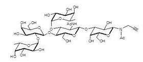 Lewis Y抗原五糖-β-N-乙酰基-丙炔,Lewis<sup>y</sup> pentaose-β-NAc-Propargyl