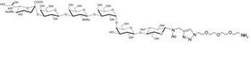 Lewis y抗原五糖-β-N-乙酰基-空间构型3-生物素,Lewis<sup>y</sup> pentaose-β-N-Acetyl-spacer3-Biotin