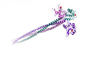 胰岛蛋白 ECD (胞外结构域) , Langerin ECD (extra-cellular domain) 