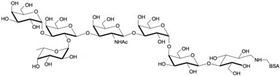 Globo-B七糖-BSA, Globo-B heptaose linked to BSA