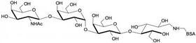 iGb四糖-BSA, Isoglobotetraose linked to BSA / iGb4- BSA / Cytolipin R - BSA