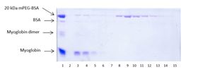 抗-聚乙二醇琼脂糖亲和纯化20kDa的mPEG-BSA考马斯蓝染色SDS-PAGE电泳