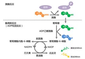 Fluorospark® 激酶/ADP多重检测试剂盒检测原理