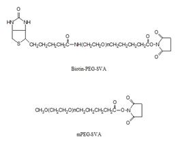 Biotin-PEG-SVA_MPEG-SVA