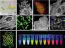 蛋白质、多肽、核酸等生物分子标记染料解决方案----Lumiprobe(5)