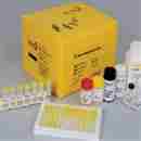 Lecithin-Cholesterol Acyltransferase Human Elisa, 人卵磷脂胆固醇酰基转移酶Elisa Kit