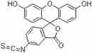 FITC; 异硫氰酸荧光素酯