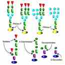 Glycan Release Kits 多糖释放试剂盒