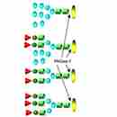 Endoglycosidases 内切糖苷酶