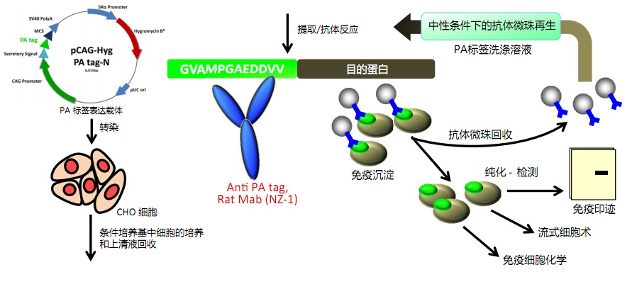 动物宿主细胞的新型亲和标签系统