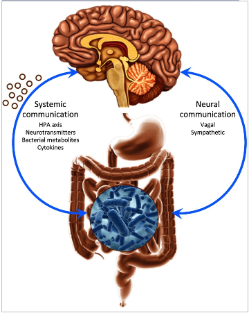 “脑-肠轴”理论
