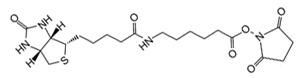 D-Biotin-LC-NHS