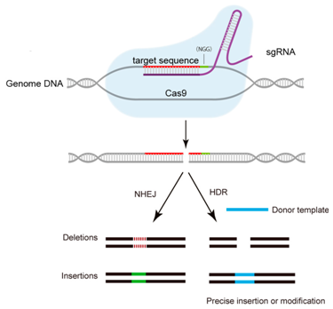 利用CRISPR/Cas9系统破坏HBV S基因和X基因保守性序列