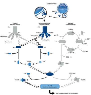 甘露聚糖结合凝集素(MBL)