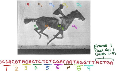 <font color='red'>Na</font>ture：重磅！利用CRISPR–Cas系统将数字视频存储到一群细菌的基因组中