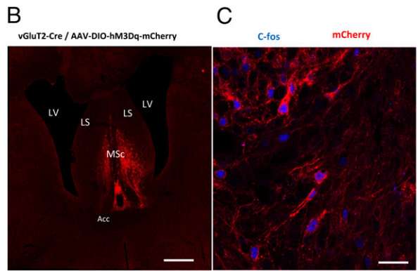 PNAS：如何让小鼠吃的更少？