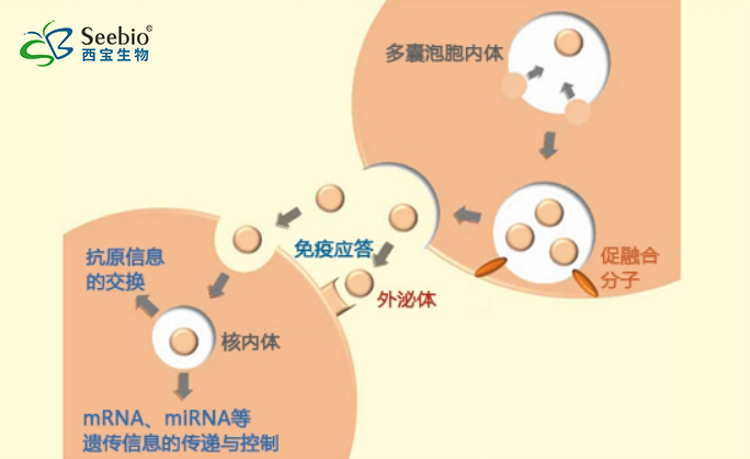 外泌体在免疫系统中的作用