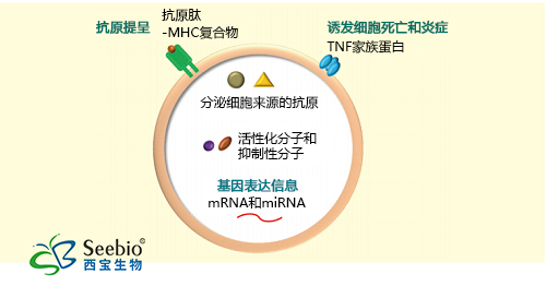 免疫系统中外泌体的组成分子