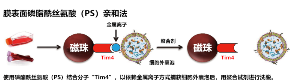 免疫系统中外泌体的组成分子 免疫系统中外泌体的组成分子