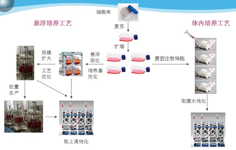 杂交瘤悬浮培养工艺流程