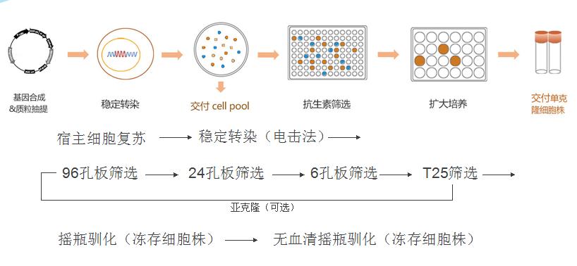 稳定细胞株开发工艺流程