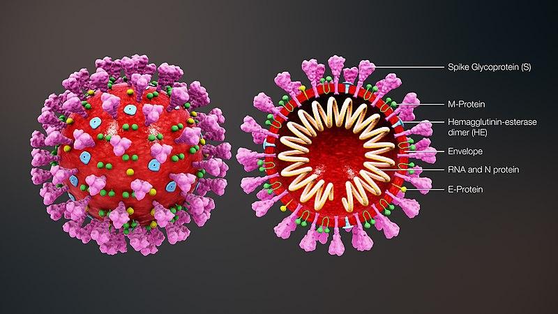 外泌体在病毒感染过程中发挥着非常重要的作用