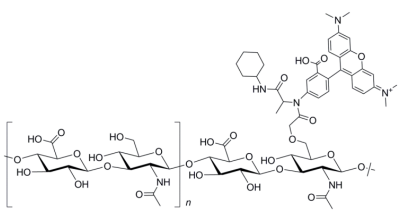 四甲基罗丹明标记透明质酸分子结构示意图