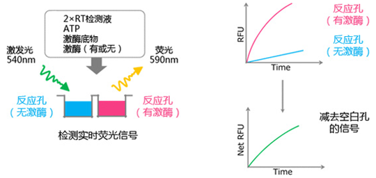 实验流程(实时法)