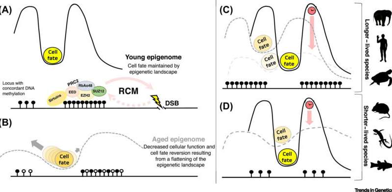 Trends Genetics: 研究揭示<font color='red'>衰老的秘密</font>