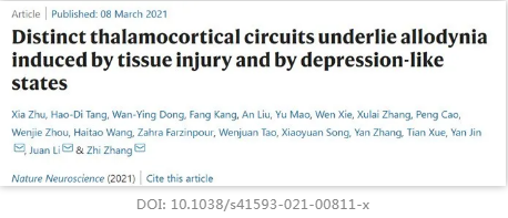不同的丘脑皮质回路是由组织损伤和抑郁样状态引起的异常性疼痛的基础 不同的丘脑皮质回路是由组织损伤和抑郁样状态引起的异常性疼痛的基础
