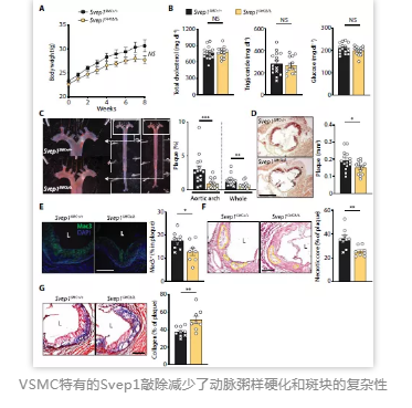VSMC特有的Svep1敲除减少了动脉粥样硬化和斑块的复杂性