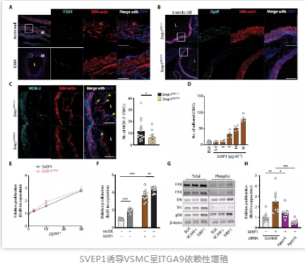 SVEP1诱导VSMC呈ITGA9依赖性增殖