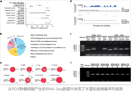从PDX肿瘤细胞产生的RNA-Seq数据中发现了丰富的鼠病毒序列读数